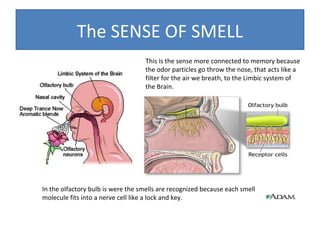 The SENSE OF SMELL
This is the sense more connected to memory because
the odor particles go throw the nose, that acts like a
filter for the air we breath, to the Limbic system of
the Brain.

T

In the olfactory bulb is were the smells are recognized because each smell
molecule fits into a nerve cell like a lock and key.

 