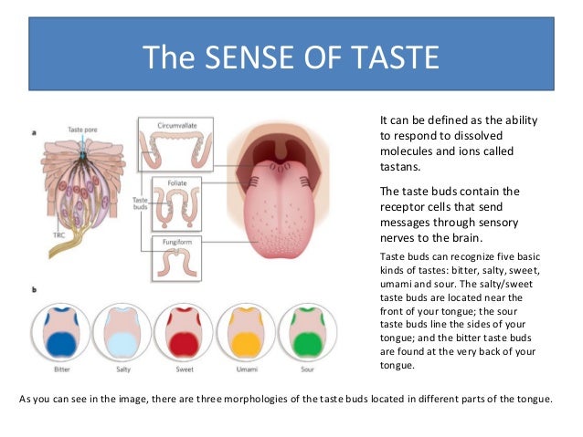 The five senses