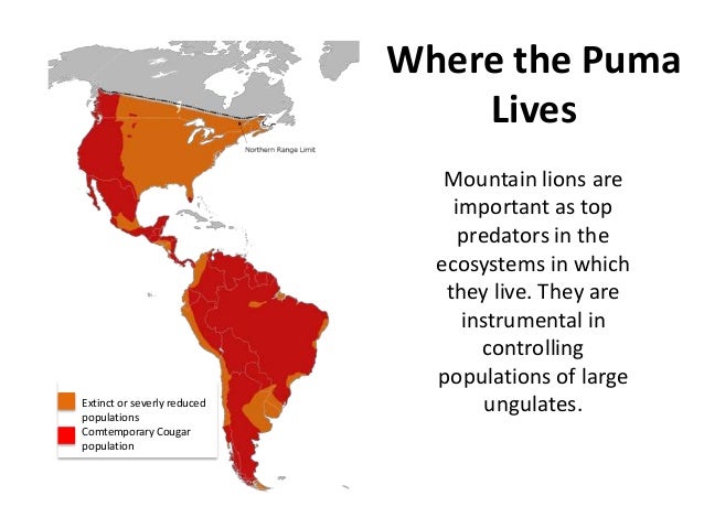 puma where do they live