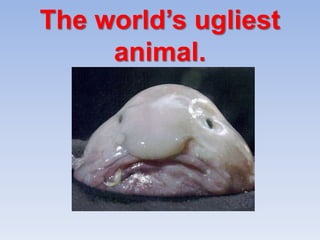 The world’s ugliest
animal.

 
