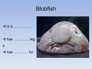 Blobfish, Ugliest Animal in the World
