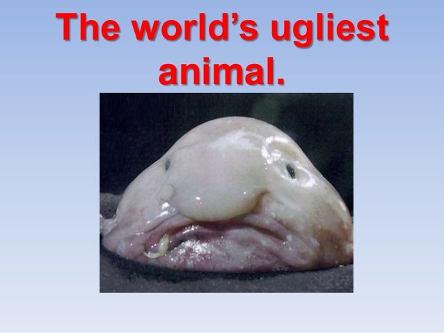 The World S Ugliest Animal