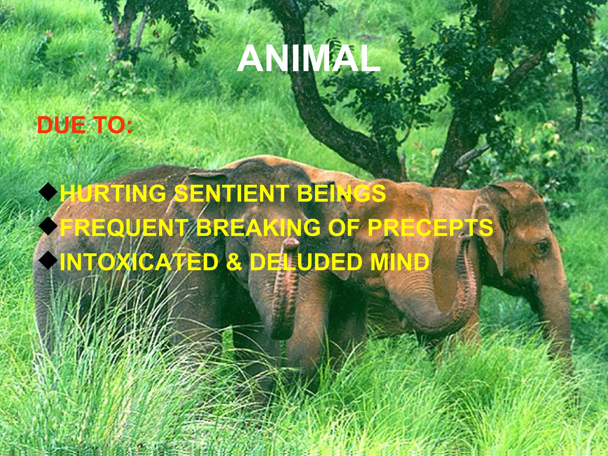 ANIMAL DUE TO: HURTING SENTIENT BEINGS FREQUENT BREAKING OF PRECEPTS INTOXICATED & DELUDED MIND