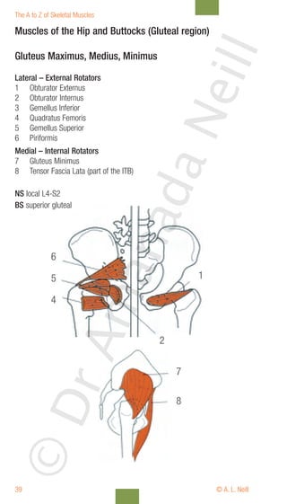 The a-to-z-of-skeletal-muscles | PDF