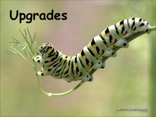 Upgrades Original image: ' "The morning stretch and a nibble!" '  http://www.flickr.com/photos/23084352@N00/500771487 by: Kenny P. 