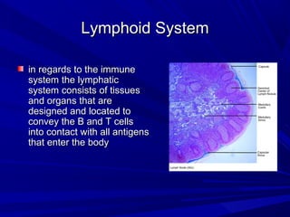 Lymphoid SystemLymphoid System
in regards to the immunein regards to the immune
system the lymphaticsystem the lymphatic
system consists of tissuessystem consists of tissues
and organs that areand organs that are
designed and located todesigned and located to
convey the B and T cellsconvey the B and T cells
into contact with all antigensinto contact with all antigens
that enter the bodythat enter the body
 