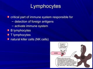 LymphocytesLymphocytes
critical part of immune system responsible forcritical part of immune system responsible for
– detection of foreign antigensdetection of foreign antigens
– activate immune systemactivate immune system
B lymphocytesB lymphocytes
T lymphocytesT lymphocytes
natural killer cells (NK cells)natural killer cells (NK cells)
 