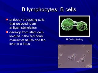 B lymphocytes: B cellsB lymphocytes: B cells
antibody producing cellsantibody producing cells
that respond to anthat respond to an
antigen stimulationantigen stimulation
develop from stem cellsdevelop from stem cells
located in the red bonelocated in the red bone
marrow of adults and themarrow of adults and the
liver of a fetusliver of a fetus
B Cells dividing
 