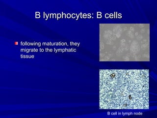 B lymphocytes: B cellsB lymphocytes: B cells
following maturation, theyfollowing maturation, they
migrate to the lymphaticmigrate to the lymphatic
tissuetissue
B cell in lymph node
 