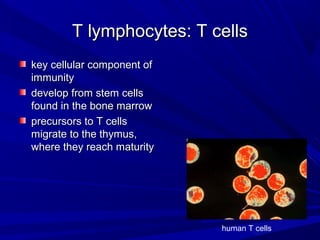 T lymphocytes: T cellsT lymphocytes: T cells
key cellular component ofkey cellular component of
immunityimmunity
develop from stem cellsdevelop from stem cells
found in the bone marrowfound in the bone marrow
precursors to T cellsprecursors to T cells
migrate to the thymus,migrate to the thymus,
where they reach maturitywhere they reach maturity
human T cells
 