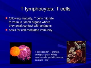T lymphocytes: T cellsT lymphocytes: T cells
following maturity, T cells migratefollowing maturity, T cells migrate
to various lymph organs whereto various lymph organs where
they await contact with antigensthey await contact with antigens
basis for cell-mediated immunitybasis for cell-mediated immunity
T cells (on left – orange,
on right – gray) killing
cancer cells (on left- mauve.
on right – red)
 