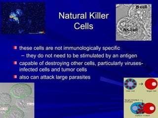 Natural KillerNatural Killer
CellsCells
these cells are not immunologically specificthese cells are not immunologically specific
– they do not need to be stimulated by an antigenthey do not need to be stimulated by an antigen
capable of destroying other cells, particularly viruses-capable of destroying other cells, particularly viruses-
infected cells and tumor cellsinfected cells and tumor cells
also can attack large parasitesalso can attack large parasites
 