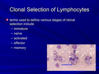 Clonal Selection of LymphocytesClonal Selection of Lymphocytes
terms used to define various stages of clonalterms used to define various stages of clonal
selection includeselection include
– immatureimmature
– naïvenaïve
– activatedactivated
– effectoreffector
– memorymemory
 