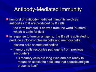 Antibody-Mediated ImmunityAntibody-Mediated Immunity
humoral or antibody-mediated immunity involveshumoral or antibody-mediated immunity involves
antibodies that are produced by B cellsantibodies that are produced by B cells
– the term humoral is derived from the word “humors”,the term humoral is derived from the word “humors”,
which is Latin for fluidwhich is Latin for fluid
in response to foreign antigens, the B cell is activated toin response to foreign antigens, the B cell is activated to
produce a clone of plasma cells and memory cellsproduce a clone of plasma cells and memory cells
– plasma cells secrete antibodiesplasma cells secrete antibodies
– memory cells recognize pathogens from previousmemory cells recognize pathogens from previous
encountersencounters
B memory cells are long lived and are ready toB memory cells are long lived and are ready to
mount an attack the next time that specific antigenmount an attack the next time that specific antigen
presents itselfpresents itself
 