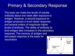 Primary & Secondary ResponsePrimary & Secondary Response
The body can make low levels of soluble
antibody about one week after exposure to
antigen. However, a second exposure to
antigen produces a much faster response,
and several orders of magnitude higher
levels of antibody. The ability of antibody to
bind antigen also increases in the secondary
response. The memory of antigen and
stimulated response is the basis for
vaccination
 