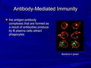 Antibody-Mediated ImmunityAntibody-Mediated Immunity
the antigen-antibodythe antigen-antibody
complexes that are formed ascomplexes that are formed as
a result of antibodies producea result of antibodies produce
by B plasma cells attractby B plasma cells attract
phagocytesphagocytes
Bacteria in green
 