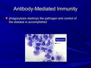 Antibody-Mediated ImmunityAntibody-Mediated Immunity
phagocytosis destroys the pathogen and control ofphagocytosis destroys the pathogen and control of
the disease is accomplishedthe disease is accomplished
Bacteria
 