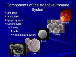 Components of the Adaptive ImmuneComponents of the Adaptive Immune
SystemSystem
antigensantigens
antibodiesantibodies
lymph systemlymph system
lymphocyteslymphocytes
– B cellsB cells
– T cellsT cells
– NK cell (Natural Killer)NK cell (Natural Killer)
Antigen
Antibody
B cell
T cell
NK cell
 