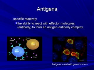 AntigensAntigens
– specific reactivityspecific reactivity
the ability to react with effector moleculesthe ability to react with effector molecules
(antibody) to form an antigen-antibody complex(antibody) to form an antigen-antibody complex
Antigens in red with green borders
 