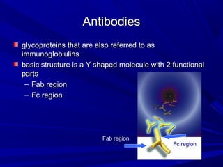 AntibodiesAntibodies
glycoproteins that are also referred to asglycoproteins that are also referred to as
immunoglobiulinsimmunoglobiulins
basic structure is a Y shaped molecule with 2 functionalbasic structure is a Y shaped molecule with 2 functional
partsparts
– Fab regionFab region
– Fc regionFc region
Fab region
Fc region
 
