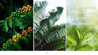 The adventure-of-plants | PDF