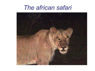 The african safari 