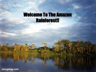 Welcome To The Amazon Rainforest!! 