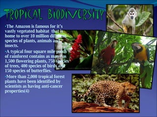 The Amazon is famous for it’s vastly vegetated habitat  that is home to over 10 million different species of plants, animals and insects. A typical four square mile patch of rainforest contains as many as 1,500 flowering plants, 750 species of trees, 400 species of birds and 150 species of butterflies.  More than 2,000 tropical forest plants have been identified by scientists as having anti-cancer properties(4) 
