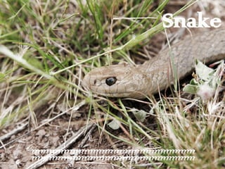 Snake ???????????????????????????????????????????????????????? ???????????????????????????????????????????????????????? 