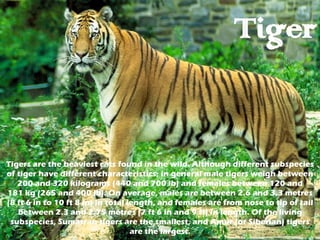 Tiger Tigers are the heaviest cats found in the wild. Although different subspecies of tiger have different characteristics, in general male tigers weigh between 200 and 320 kilograms (440 and 700 lb) and females between 120 and 181 kg (265 and 400 lb). On average, males are between 2.6 and 3.3 metres (8 ft 6 in to 10 ft 8 in) in total length, and females are from nose to tip of tail between 2.3 and 2.75 metres (7 ft 6 in and 9 ft) in length. Of the living subspecies, Sumatran tigers are the smallest, and Amur (or Siberian) tigers are the largest. 