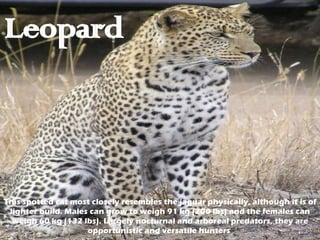 Leopard This spotted cat most closely resembles the jaguar physically, although it is of lighter build. Males can grow to weigh 91 kg (200 lbs) and the females can weigh 60 kg (132 lbs). Largely nocturnal and arboreal predators, they are opportunistic and versatile hunters  