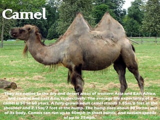 Camel They are native to the dry and desert areas of western Asia and East Africa, and central and east Asia, respectively. The average life expectancy of a camel is 50 to 60 years. A fully-grown adult camel stands 1.85m/6 feet at the shoulder and 2.15m/7 feet at the hump. The hump rises about 30 inches out of its body. Camels can run up to 40mph in short bursts, and sustain speeds of up to 25mph.  