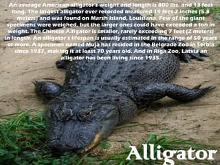 Alligator An average American alligator's weight and length is 800 lbs. and 13 feet long. The largest alligator ever recorded measured 19 feet 2 inches (5.8 meters) and was found on Marsh Island, Louisiana. Few of the giant specimens were weighed, but the larger ones could have exceeded a ton in weight. The Chinese Alligator is smaller, rarely exceeding 7 feet (2 meters) in length. An alligator's lifespan is usually estimated in the range of 50 years or more. A specimen named Muja has resided in the Belgrade Zoo in Serbia since 1937, making it at least 70 years old. And in Riga Zoo, Latvia an alligator has been living since 1935. 