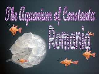 The Aquarium of Constanta Romania 