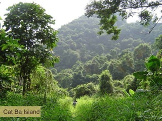 Cat Ba Island
Cat Ba Island

 