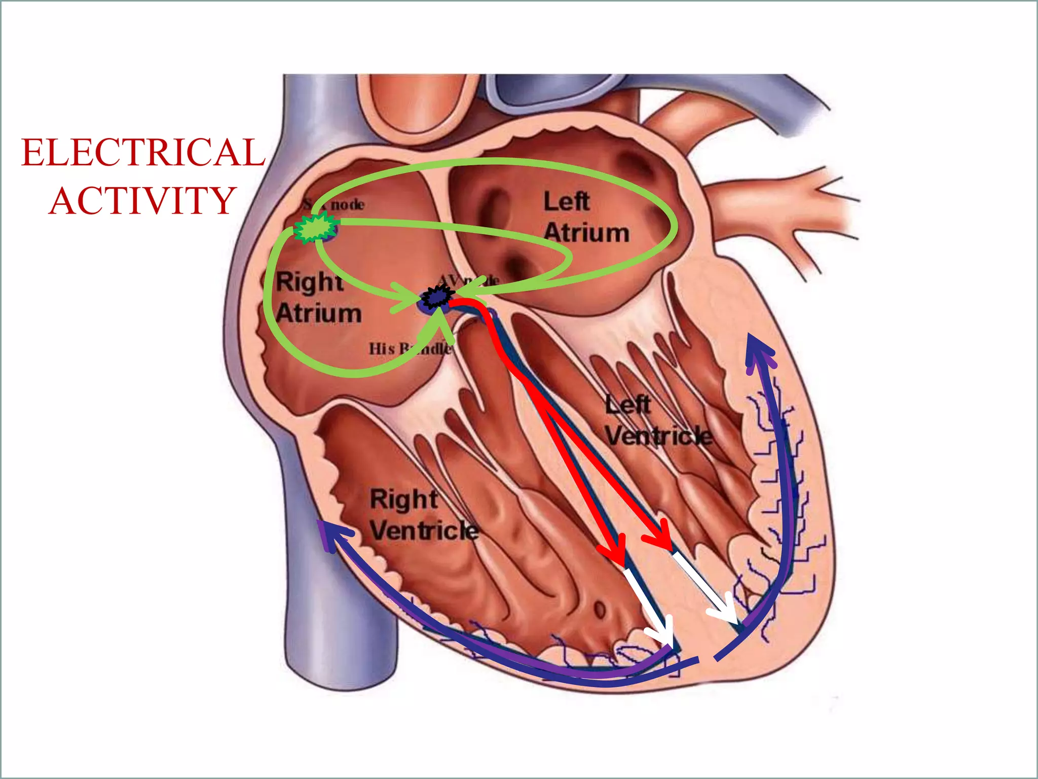 student led
tutorials
ELECTRICAL
ACTIVITY
 