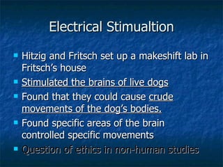 Electrical Stimualtion Hitzig and Fritsch set up a makeshift lab in Fritsch’s house Stimulated the brains of live dogs Found that they could cause  crude movements of the dog’s bodies. Found specific areas of the brain controlled specific movements Question of ethics in non-human studies 