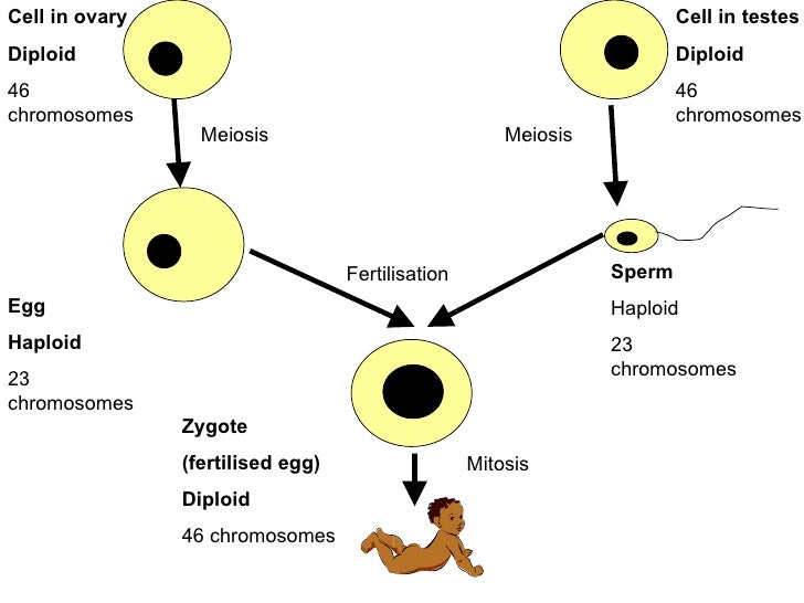 ocr biology b3