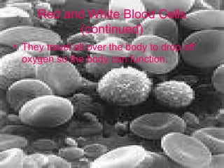 Red and White Blood Cells   (continued) They travel all over the body to drop off oxygen so the body can function.  