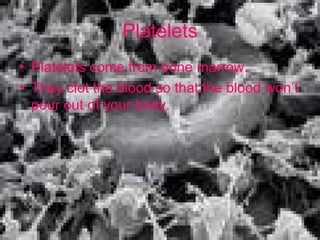 Platelets Platelets come from bone marrow. They clot the blood so that the blood won’t pour out of your body. 