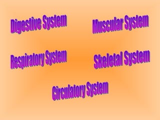 Digestive System Muscular System Respiratory System Skeletal System Circulatory System