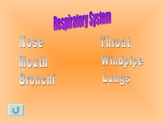 Respiratory System Nose Mouth Throat Windpipe Lungs Bronchi
