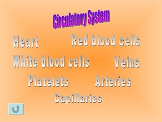Circulatory System Heart Arteries Veins Capillaries Red blood cells White blood cells Platelets