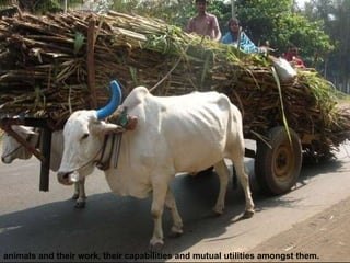 animals and their work, their capabilities and mutual utilities amongst them. 