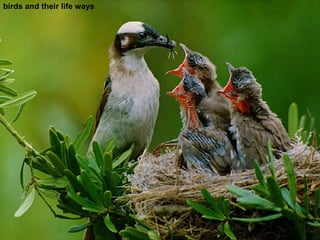 birds and their life ways 