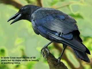 In birds Crow received life of 50 years but no major skills or beauty or soothing voice. 