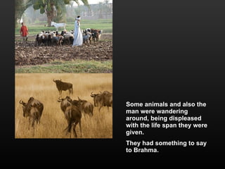 Some animals and also the man were wandering around, being displeased with the life span they were given.  They had something to say to Brahma. 