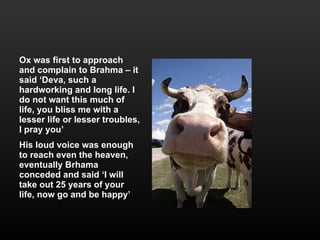 Ox was first to approach and complain to Brahma – it said ‘Deva, such a hardworking and long life. I do not want this much of life, you bliss me with a lesser life or lesser troubles, I pray you’ His loud voice was enough to reach even the heaven, eventually Brhama conceded and said ‘I will take out 25 years of your life, now go and be happy’ 