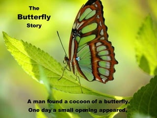 The Butterfly Story A man found a cocoon of a   butterfly. One day a small opening   appeared.  