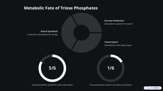 Comprehensive Overview of the Calvin-Benson Cycle in Photosynthesis | PPTX